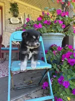 Avery, a female Pomsky for sale in Bowling Green, KY – 7 of 7