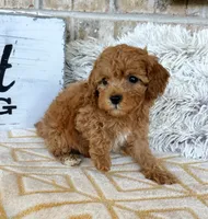 Reid, a male Cavapoo for sale in Bowling Green, KY – 2 of 5