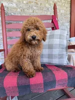 Jack, a male Miniature Labradoodle for sale in Bowling Green, KY – 4 of 4