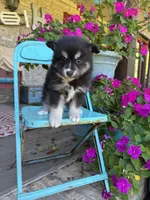 Avery, a female Pomsky for sale in Bowling Green, KY – 2 of 7
