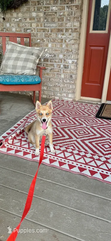 Hugo – Pomsky puppy for sale in Bowling Green, KY