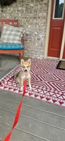 Hugo, a male Pomsky for sale in Bowling Green, KY – 2 of 6