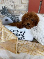 Jenny, a female Miniature Labradoodle for sale in Bowling Green, KY – 3 of 5