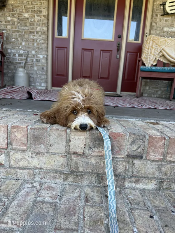 Beaver – Miniature Bernedoodle puppy for sale in Bowling Green, KY