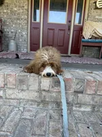Beaver, a male Miniature Bernedoodle for sale in Bowling Green, KY – 2 of 5