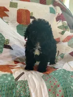 Lizzy, a female Cavapoo for sale in Bowling Green, KY – 4 of 5
