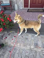 Hugo, a male Pomsky for sale in Bowling Green, KY – 3 of 10