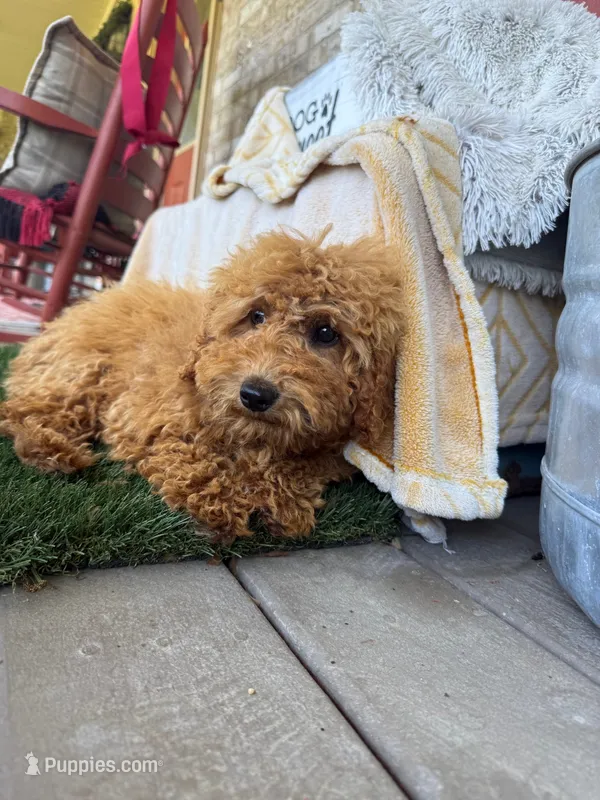 Jewels – Miniature Labradoodle puppy for sale in Bowling Green, KY