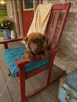 Cinamon, a female Pomsky for sale in Bowling Green, KY – 1 of 6