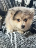 Firefly, a female Pomsky for sale in Bowling Green, KY – Photo 3 of 4