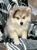 Firefly, a female Pomsky for sale in Bowling Green, KY – Photo 2 of 4