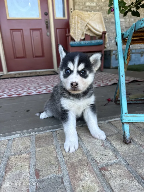 Aurora – Pomsky puppy for sale in Bowling Green, KY