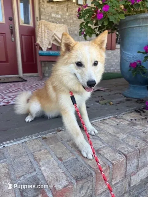 Hunter, a male Pomsky for sale in Bowling Green, KY – 4 of 8