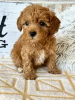 Reid, a male Cavapoo for sale in Bowling Green, KY – 3 of 5