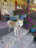Hunter, a male Pomsky for sale in Bowling Green, KY – 7 of 8