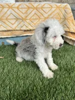 Nitro, a male Miniature Bernedoodle for sale in Bowling Green, KY – 4 of 4