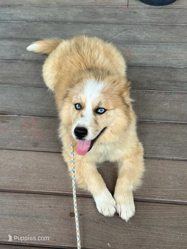 Chance – Pomsky puppy for sale in Bowling Green, KY