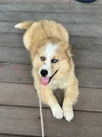 Chance, a male Pomsky for sale in Bowling Green, KY – 3 of 7