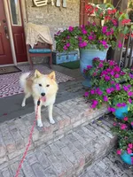Hunter, a male Pomsky for sale in Bowling Green, KY – 8 of 8
