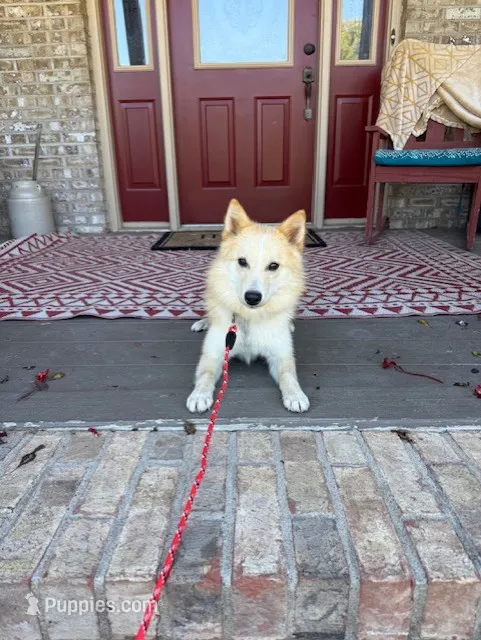 Hunter – Pomsky puppy for sale in Bowling Green, KY