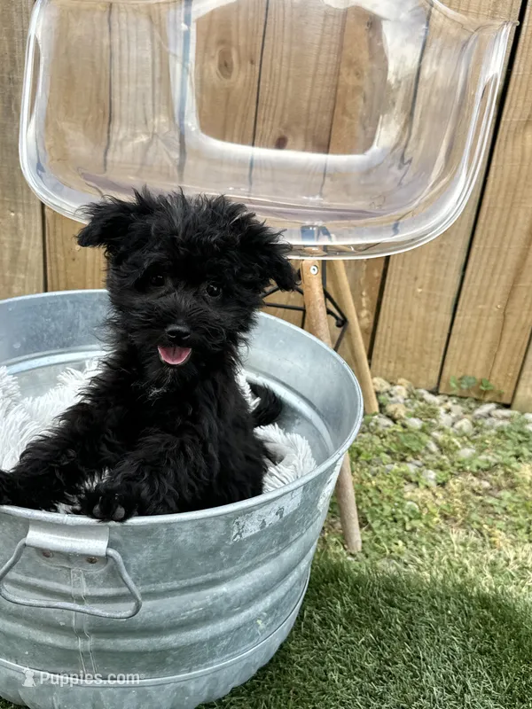 Netta – Sheepadoodle, Miniature Bernedoodle puppy for sale in Bowling Green, KY