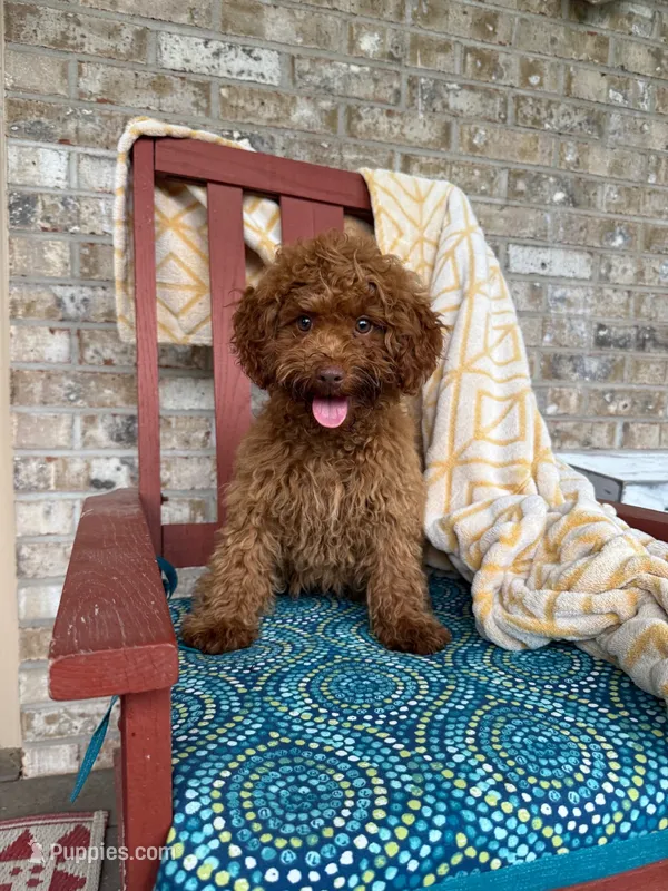 ella – Cavapoo puppy for sale in Bowling Green, KY