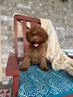 ella, a female Cavapoo for sale in Bowling Green, KY – 2 of 5