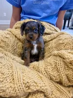 Mack, a male Cavapoo for sale in Bowling Green, KY – 3 of 4