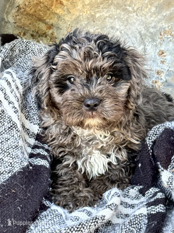 Atlas – Cavapoo puppy for sale in Bowling Green, KY