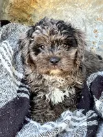 Atlas, a male Cavapoo for sale in Bowling Green, KY – 1 of 6