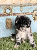 Shadow, a female Bernedoodle for sale in Bowling Green, KY – 5 of 5