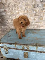 Coco, a female Miniature Labradoodle for sale in Bowling Green, KY – 2 of 8