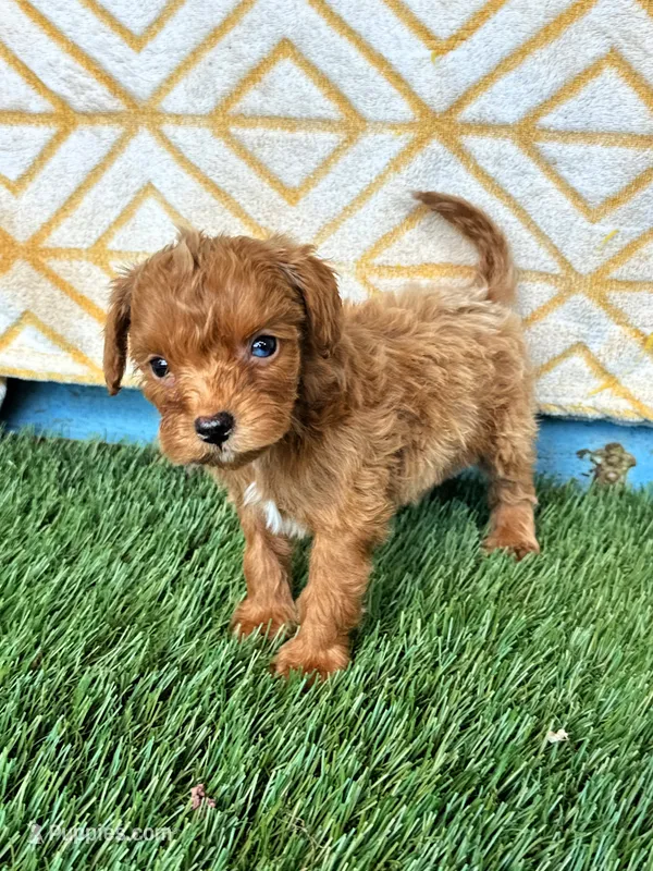 River – Cavapoo puppy for sale in Bowling Green, KY