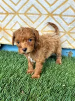 River, a female Cavapoo for sale in Bowling Green, KY – 8 of 8