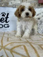 Rory, a female Cavapoo for sale in Bowling Green, KY – 3 of 5