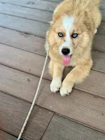 Chance, a male Pomsky for sale in Bowling Green, KY – 7 of 7