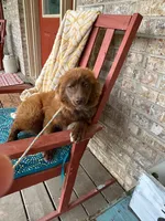 Cinamon, a female Pomsky for sale in Bowling Green, KY – 3 of 6