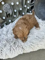 Autumn, a female Cavapoo for sale in Bowling Green, KY – 6 of 6