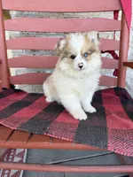 Otto, a male Pomsky for sale in Bowling Green, KY – 5 of 7