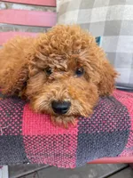 Jack, a male Miniature Labradoodle for sale in Bowling Green, KY – 2 of 4