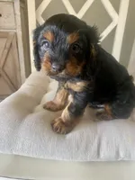 Milo, a male Cavapoo for sale in Bowling Green, KY – 7 of 7