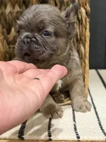 Blueberry, a female French Bulldog for sale in Bowling Green, KY – 2 of 10
