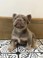 Bentley, a male French Bulldog for sale in Bowling Green, KY – 6 of 8