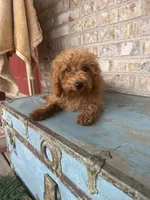 Cami, a female Miniature Labradoodle for sale in Bowling Green, KY – 7 of 7