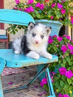 Aspen, a female Pomsky for sale in Bowling Green, KY – 1 of 7