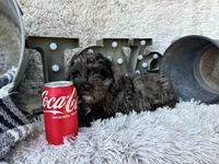 Atlas, a male Cavapoo for sale in Bowling Green, KY – 6 of 6