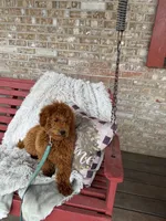 Henry, a male Miniature Labradoodle for sale in Bowling Green, KY – Photo 2 of 5
