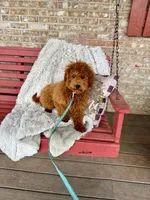 Henry, a male Miniature Labradoodle for sale in Bowling Green, KY – Photo 5 of 5
