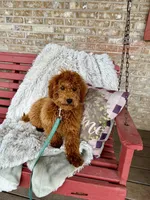 Henry, a male Miniature Labradoodle for sale in Bowling Green, KY – Photo 4 of 5