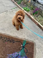 Henry, a male Miniature Labradoodle for sale in Bowling Green, KY – Photo 3 of 5